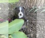 Small #4 Boston Terrier