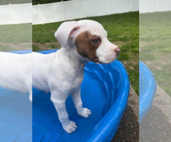 Medium Photo #5 Mutt Puppy For Sale in pomfret, CT, USA