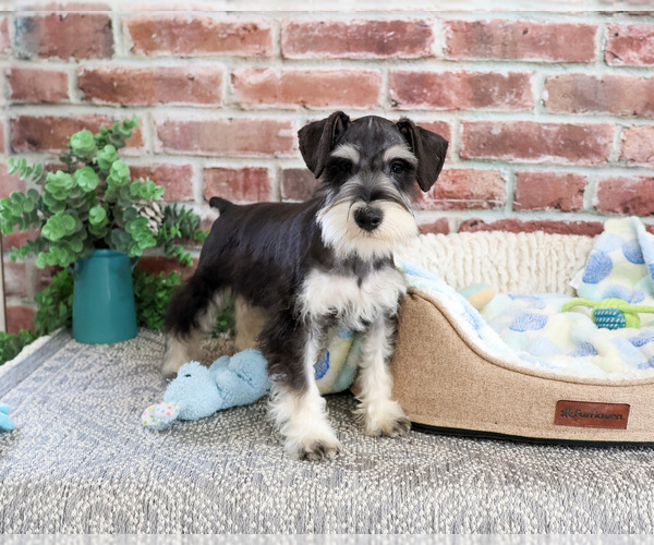 Medium Photo #3 Schnauzer (Miniature) Puppy For Sale in SYRACUSE, IN, USA