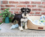 Small #2 Schnauzer (Miniature)