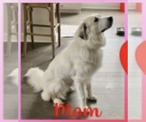 Mother of the Great Pyrenees puppies born on 04/01/2022