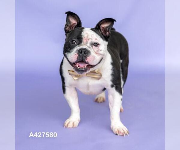 Medium Photo #1 American Bulldog-Unknown Mix Puppy For Sale in Conroe, TX, USA