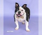 Small American Bulldog Mix