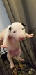 Small Photo #40 Bull Terrier Puppy For Sale in JACKSON, MI, USA