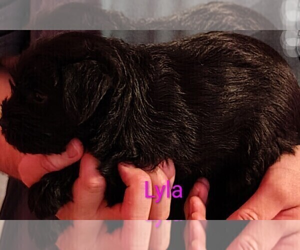 Medium Photo #13 Schnauzer (Miniature) Puppy For Sale in ENID, OK, USA