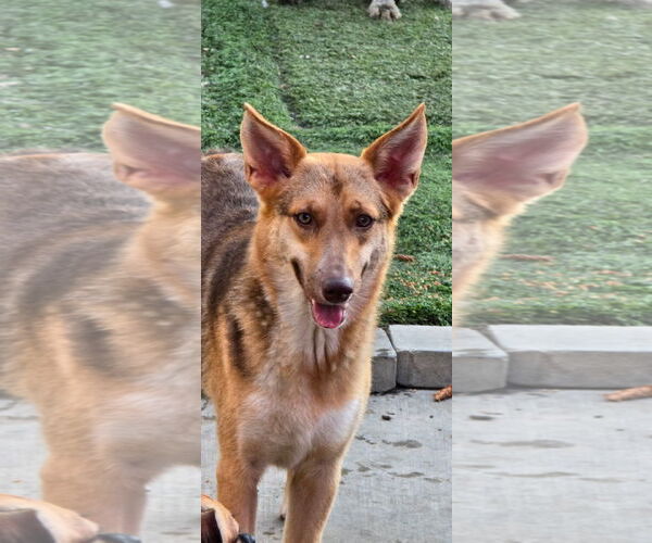 Medium Photo #8 Australian Kelpie-Unknown Mix Puppy For Sale in Newport Beach, CA, USA