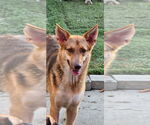 Small #7 Australian Kelpie Mix