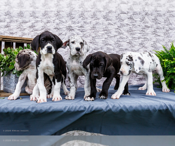 Medium Photo #1 Great Dane Puppy For Sale in WAKARUSA, IN, USA