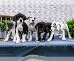 Small Great Dane