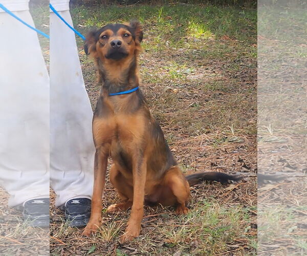 Medium Photo #4 Mutt Puppy For Sale in Wetumpka, AL, USA