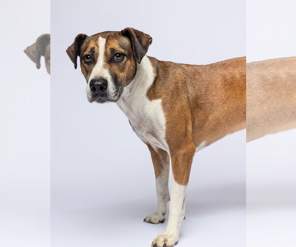 Medium Photo #3 Mutt Puppy For Sale in Cary, NC, USA