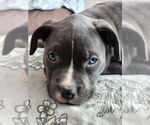 Small #2 Mutt