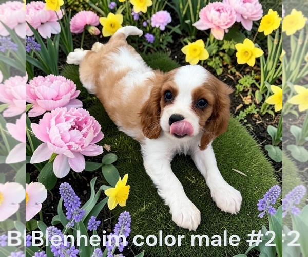 Medium Photo #2 Cavalier King Charles Spaniel Puppy For Sale in MONTPELIER, OH, USA