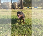 Small #2 Rottweiler