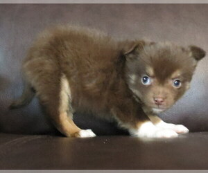 Chihuahua Puppy for sale in HAYES, VA, USA