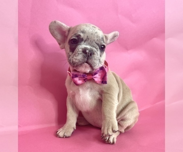 Medium Photo #9 French Bulldog Puppy For Sale in ATHERTON, CA, USA