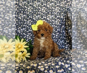 Poodle (Miniature) Puppy for sale in NEW HOLLAND, PA, USA