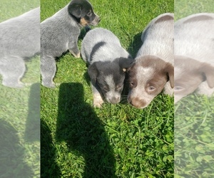 Australian Cattle Dog Puppy for sale in QUINCY, MI, USA