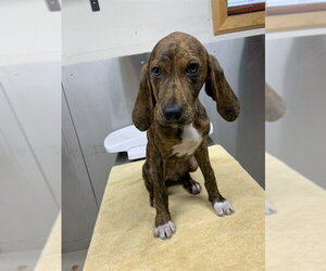 Plott Hound Dogs for adoption in Fairbanks, AK, USA