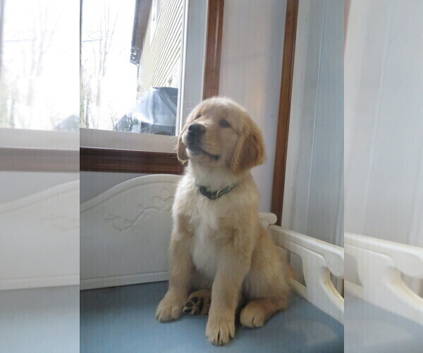 Medium Photo #4 Golden Retriever Puppy For Sale in MECHANICSVILLE, MD, USA