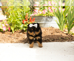 Small #2 Pomeranian