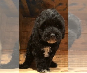 Cavapoo Puppy for sale in PINK HILL, NC, USA