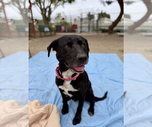 Labrador Retriever-Unknown Mix Dogs for adoption in Seal Beach, CA, USA