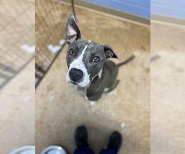 Medium Photo #3 Boxer-Unknown Mix Puppy For Sale in Orangeburg, SC, USA