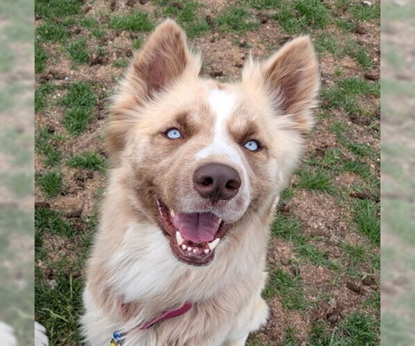 Medium Photo #2 Siberian Husky-Unknown Mix Puppy For Sale in Omaha, NE, USA