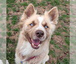 Small #1 Siberian Husky Mix