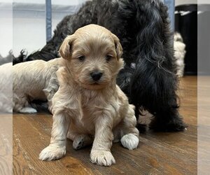 Maltipoo Puppy for sale in DALLAS, TX, USA