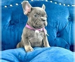 Small Photo #1 French Bulldog Puppy For Sale in TAMPA, FL, USA