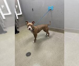 Mutt Dogs for adoption in Las Vegas, NV, USA