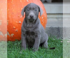 Labrador Retriever Puppy for sale in FREDERICKSBG, OH, USA