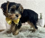 Small #1 Yorkshire Terrier