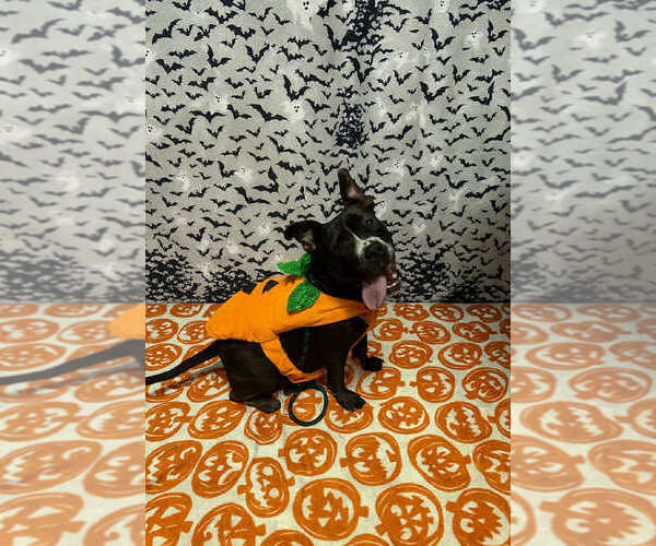 Medium Photo #4 Mutt Puppy For Sale in Abbeville, LA, USA