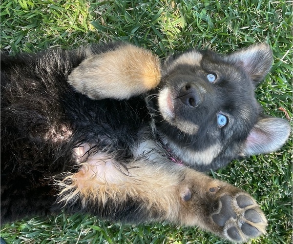 Medium Photo #1 German Shepherd Dog-Siberian Husky Mix Puppy For Sale in JURUPA VALLEY, CA, USA