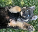 Small Photo #1 German Shepherd Dog-Siberian Husky Mix Puppy For Sale in JURUPA VALLEY, CA, USA
