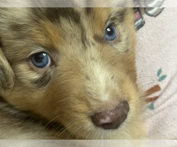 Medium Photo #1 Australian Shepherd Puppy For Sale in TORRANCE, CA, USA