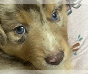 Medium Australian Shepherd