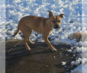 Mutt Dogs for adoption in Holly Springs, NC, USA