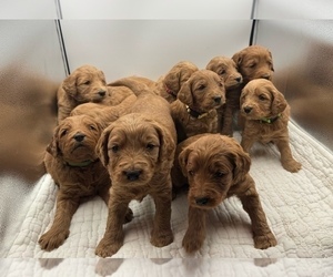 Goldendoodle mix (+ Poodle Miniature) Litter for sale in SPARTANBURG, SC, USA