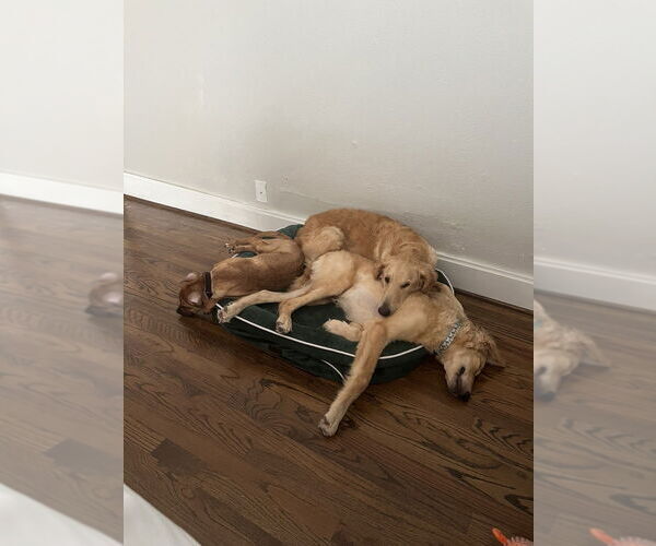 Medium Photo #3 Goldendoodle Puppy For Sale in Oak Bluffs, MA, USA