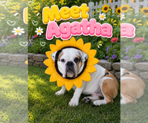 Bulldog Dogs for adoption in St. Louis Park, MN, USA