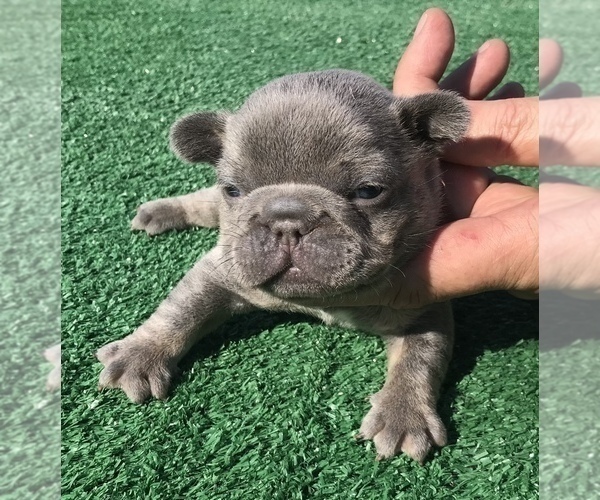 Medium Photo #36 French Bulldog Puppy For Sale in PLACERVILLE, CA, USA