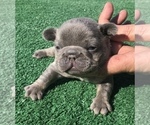 Small Photo #36 French Bulldog Puppy For Sale in PLACERVILLE, CA, USA