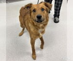 Small #1 Golden Retriever Mix