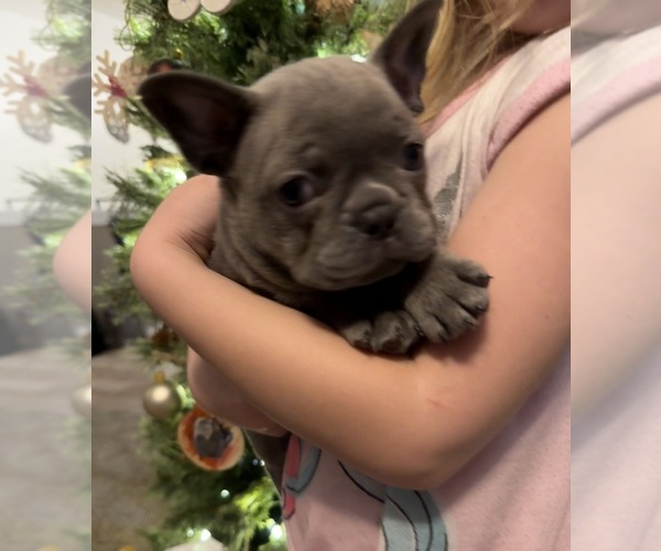 Medium Photo #12 French Bulldog Puppy For Sale in EAST LIVERPOOL, OH, USA