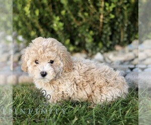 Bichpoo Puppy for sale in BIRD IN HAND, PA, USA