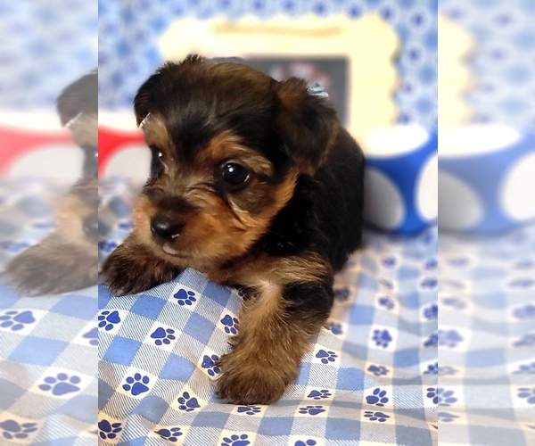 Medium Photo #119 Yorkshire Terrier Puppy For Sale in AKRON, OH, USA